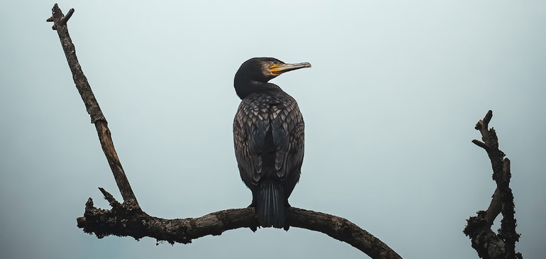 Kormoran